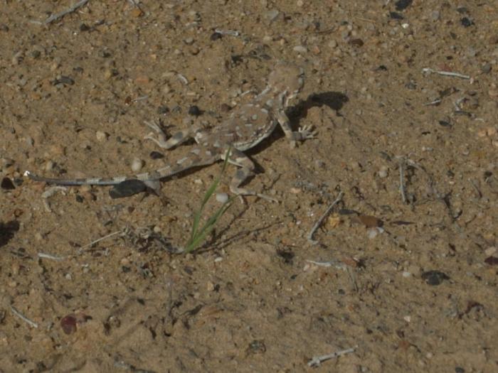 Пятнистая круглоголовка. Обитатель закрепленных участков пустыни.